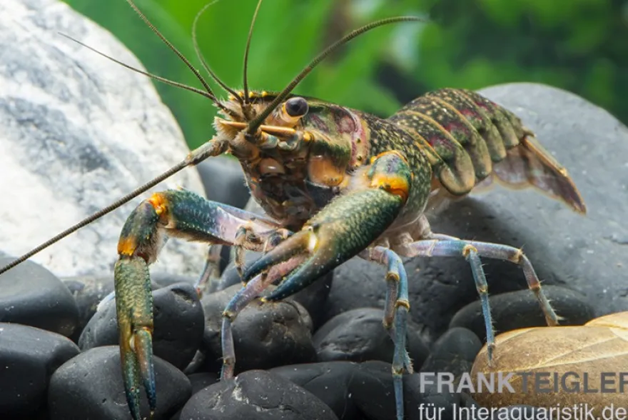 Rotscherenkrebs, Cherax quadricarinatus - Zufällig