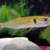 Rotschwanz-Barrakudasalmler, Acestrorhynchus falcatus, 14-16 cm