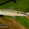 Rotschwanz-Federsalmler, Hemiodus gracilis, ca. 5 cm