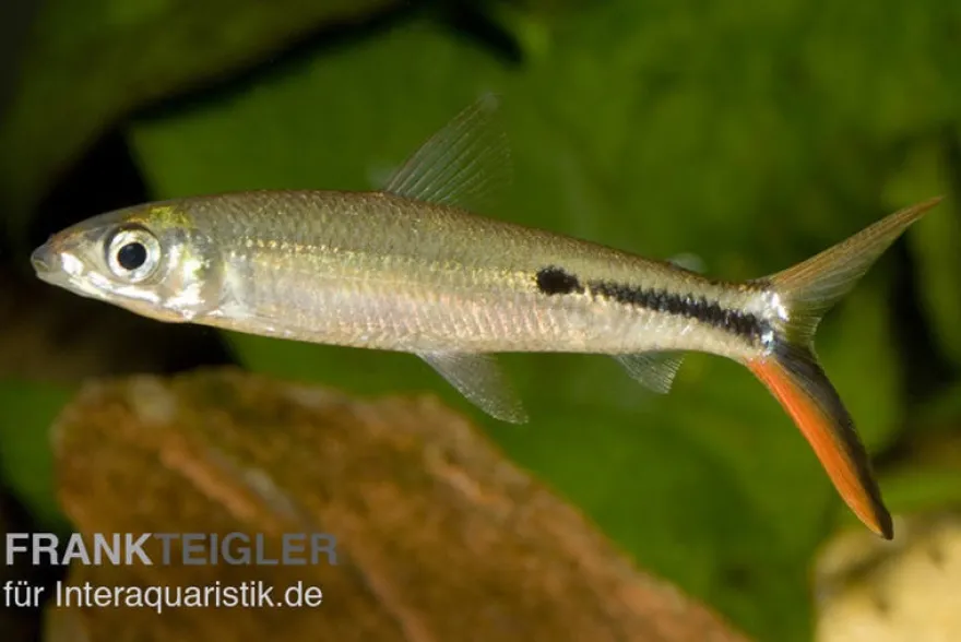 Rotschwanz-Federsalmler, Hemiodus gracilis, ca. 5 cm