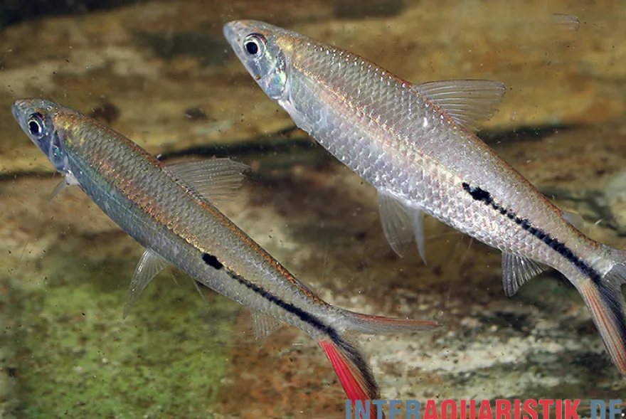 Rotschwanz-Federsalmler, Hemiodus gracilis, ca. 5 cm