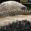 Rotschwanz-Flossensauger, Gastromyzon sahiratus SK02