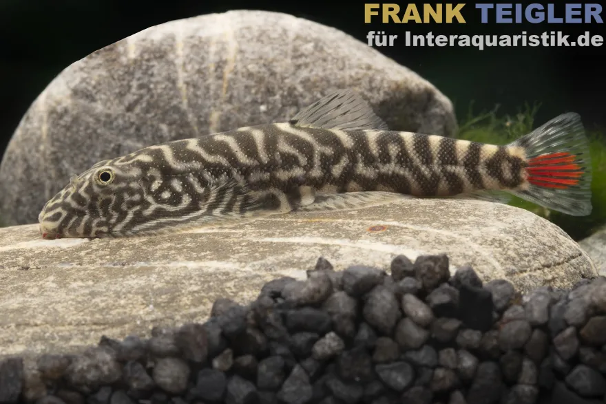 Rotschwanz-Flossensauger, Gastromyzon sahiratus SK02