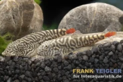 Rotschwanz-Flossensauger, Gastromyzon sahiratus SK02