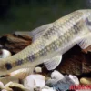 Rotschwanzgarra, Garra spilota, 4-6 cm