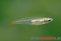 Rotschwanz-Reisfisch, Oryzias songkhramensis (Minifisch)