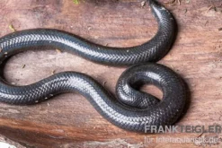Rotschwanz-Walzenschlange, Cylindrophis ruffus