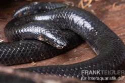 Rotschwanz-Walzenschlange, Cylindrophis ruffus