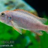 Rotstirn-Maulbrüter, Pseudotropheus perspicax NDUMBI RED TOP, 4-5 cm