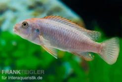Rotstirn-Maulbrüter, Pseudotropheus perspicax NDUMBI RED TOP, 4-5 cm