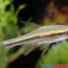 Rotstreifenbärbling, Trigonopoma gracile
