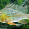 Rotstreifen-Erdfresser, Geophagus surinamensis
