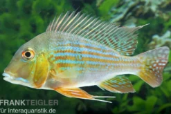 Rotstreifen-Erdfresser, Geophagus surinamensis