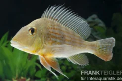 Rotstreifen-Erdfresser, Geophagus surinamensis