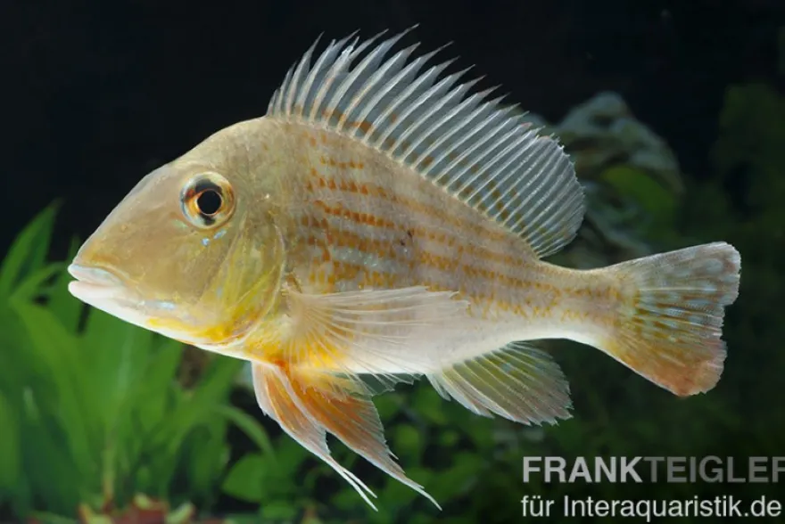 Rotstreifen-Erdfresser, Geophagus surinamensis