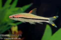Rotstrichalgenfresser, Puntius denisonii