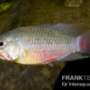 Rotstrich-Zwergbuntbarsch, Apistogramma hongsloi, paarweise