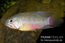 Rotstrich-Zwergbuntbarsch, Apistogramma hongsloi, paarweise