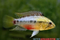 Rotstrich-Zwergbuntbarsch, Apistogramma hongsloi, paarweise