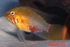 Rotstrich-Zwergbuntbarsch rot-gold , Apistogramma hongsloi rot-gold, paarweise