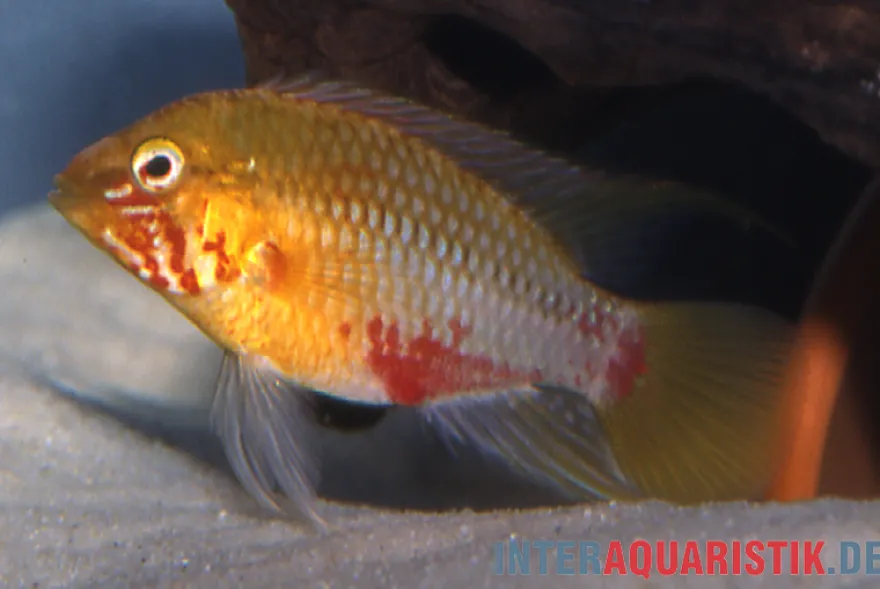 Rotstrich-Zwergbuntbarsch rot-gold , Apistogramma hongsloi rot-gold, paarweise