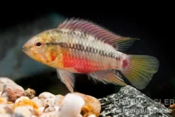 Rotstrich-Zwergbuntbarsch rot, Apistogramma hongsloi rot, paarweise
