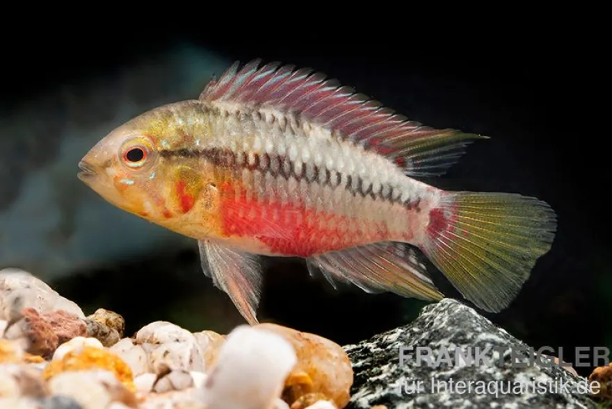 Rotstrich-Zwergbuntbarsch rot, Apistogramma hongsloi rot, paarweise