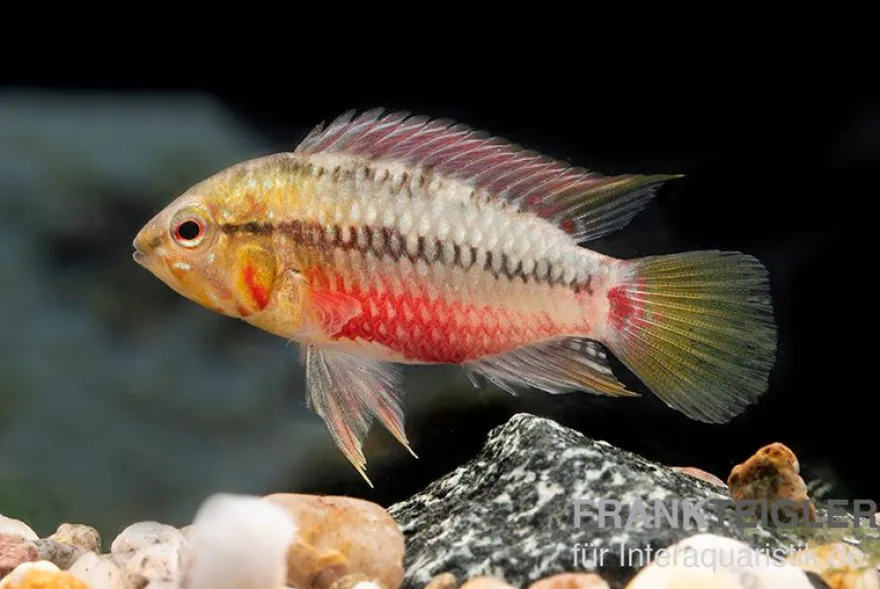 Rotstrich-Zwergbuntbarsch rot, Apistogramma hongsloi rot, paarweise