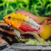Rotstrich-Zwergbuntbarsch Variante III, Apistogramma hongsloi, paarweise