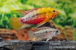 Rotstrich-Zwergbuntbarsch Variante III, Apistogramma hongsloi, paarweise