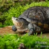 Rotwangen-Klappschildkröte, Kinosternon cruentatum