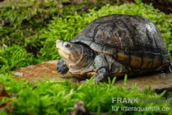 Rotwangen-Klappschildkröte, Kinosternon cruentatum