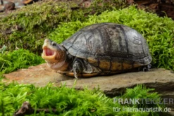Rotwangen-Klappschildkröte, Kinosternon cruentatum