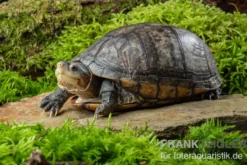 Rotwangen-Klappschildkröte, Kinosternon cruentatum