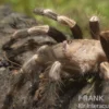 Rotweiße Brasilianische Vogelspinne, Nhandu chromatus