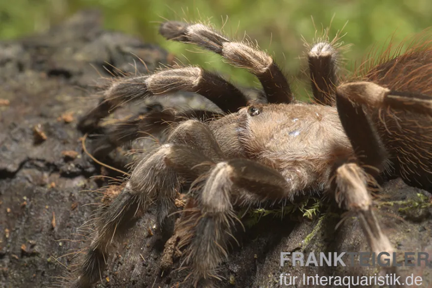 Rotweiße Brasilianische Vogelspinne, Nhandu chromatus