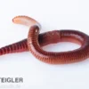 Rotwurm, Dendrobena veneta, 15 Stück