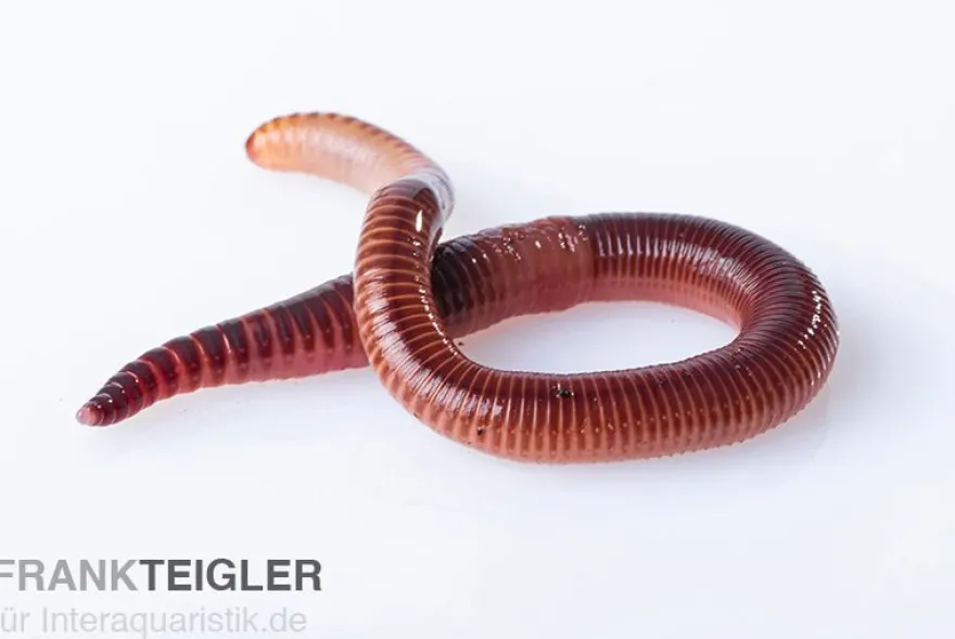 Rotwurm, Dendrobena veneta, 15 Stück