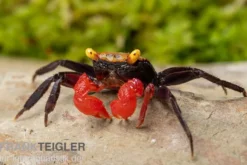 Roux Vampirkrabbe, Geosesarma cf. rouxi, Zufällig ausgewählt