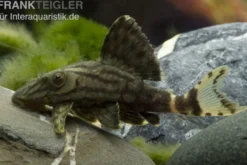 Royal Pleco, L190, Panaque nigrolineatus