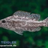 Rüsselmaulbrüter, Nimbochromis linni