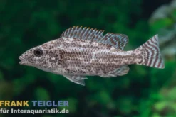 Rüsselmaulbrüter, Nimbochromis linni