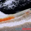 Rötliche Lippenstiftgrundel, Sicyopus rubicundus