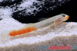 Rötliche Lippenstiftgrundel, Sicyopus rubicundus