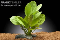 Rötlicher Froschlöffel, Echinodorus cordifolius Harbich Rot, im Topf