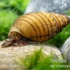 Rötliche Turmdeckelschnecke, Thiara winteri (Prambanan Red)