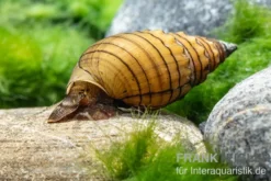 Rötliche Turmdeckelschnecke, Thiara winteri (Prambanan Red)