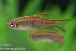 Rubinbärbling, Danio choprae