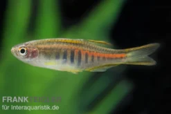 Rubinbärbling, Danio choprae