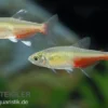 Rubinsalmler, Aphyocharax rathbuni